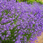 The Old Farmer's Almanac Heirloom Common English Lavender Seeds - Premium Non-GMO, Open Pollinated, Flower & Herb Seeds