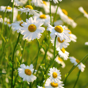 
                
                    Load image into Gallery viewer, The Old Farmer&amp;#39;s Almanac Shasta Alaska Daisy Seeds - Premium Non-GMO, Open Pollinated, Flower Seeds
                
            