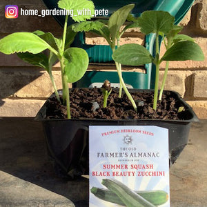 The Old Farmer's Almanac Heirloom Summer Squash Seeds (Black Beauty Zucchini)