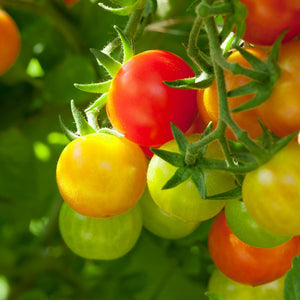The Old Farmer's Almanac Organic Tomato & Vegetable Plant Food 8-4-8