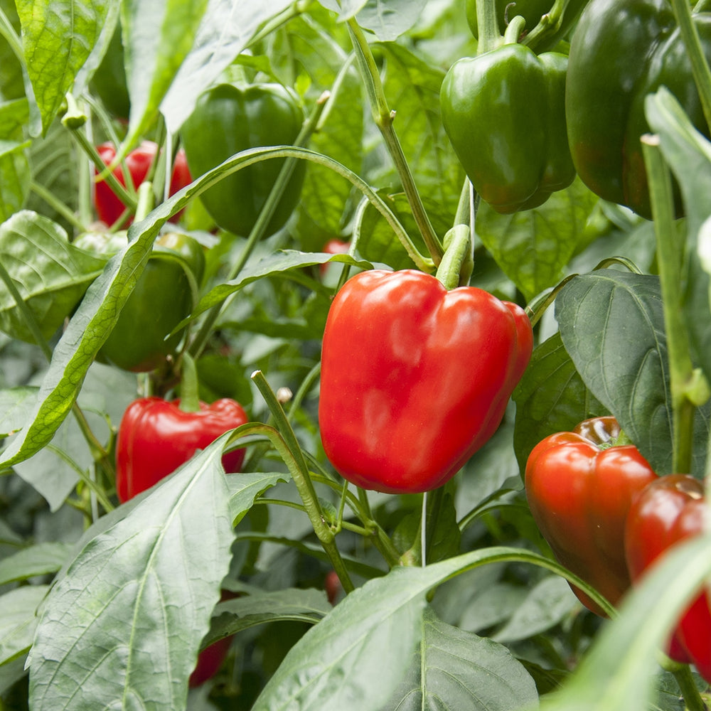 
                
                    Load image into Gallery viewer, Purely Organic Heirloom Sweet Pepper Seeds - California Wonder (Approx 25 Seeds)
                
            