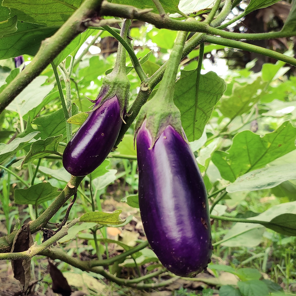 
                
                    Load image into Gallery viewer, Purely Organic Long Purple Eggplant Seeds - USDA Organic, Non-GMO, Open Pollinated, Heirloom, USA Origin, Vegetable Seeds
                
            
