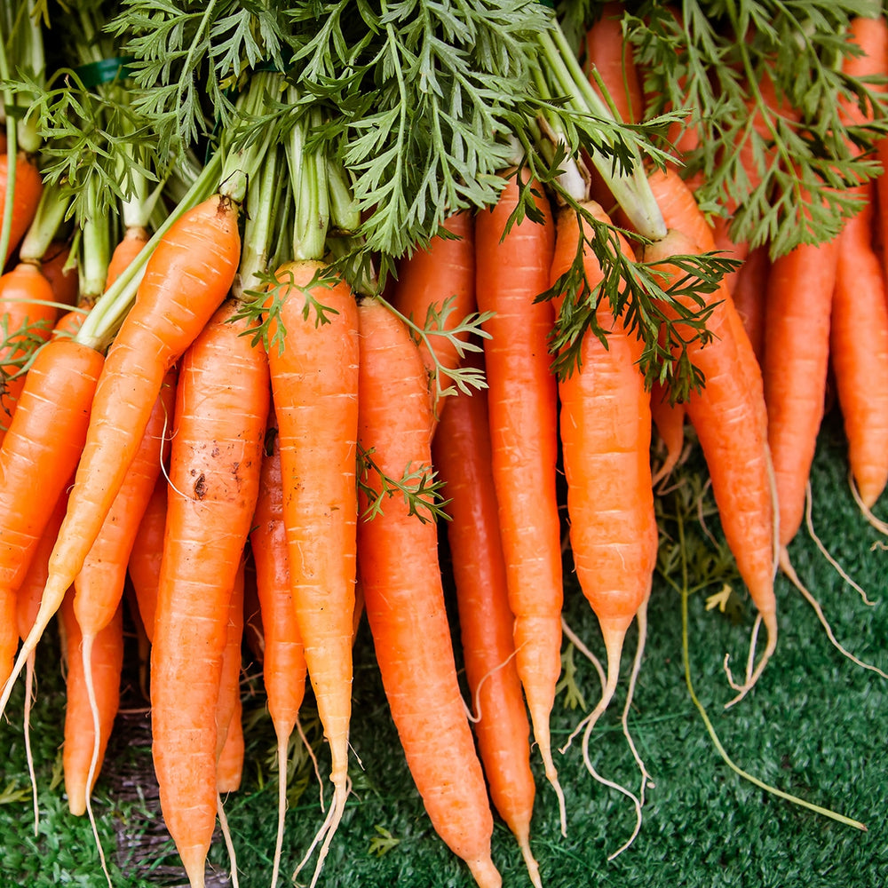 
                
                    Load image into Gallery viewer, Purely Organic Scarlet Nantes Carrot Seeds - USDA Organic, Non-GMO, Open Pollinated, Heirloom, USA Origin, Vegetable Seeds
                
            