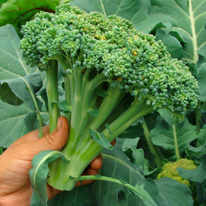 Purely Organic Waltham 29 Broccoli Seeds - USDA Organic, Non-GMO, Open Pollinated, Heirloom, USA Origin, Vegetable Seeds