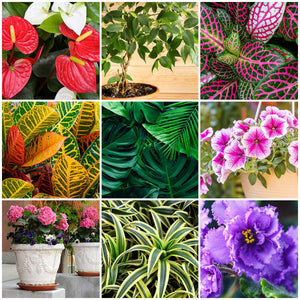 
                
                    Load image into Gallery viewer, The Old Farmer&amp;#39;s Almanac Houseplant &amp;amp; Flower Plant Food Mini Spikes 5-5-5
                
            