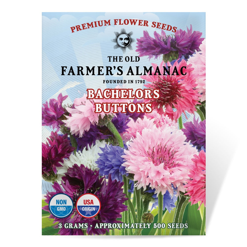 The Old Farmer's Almanac Premium Bachelors Buttons Seeds - Approx 500 Flower Seeds
