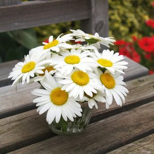
                
                    Load image into Gallery viewer, The Old Farmer&amp;#39;s Almanac Premium Daisy Seeds (Shasta Alaska) - Approx 700 Flower Seeds
                
            