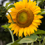 The Old Farmer's Almanac Premium Sunflower Seeds (Mammoth Gray Stripe)