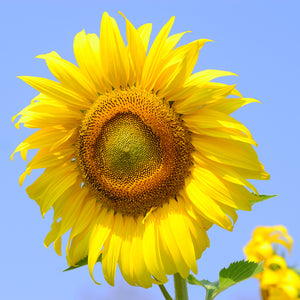 
                
                    Load image into Gallery viewer, The Old Farmer&amp;#39;s Almanac Premium Sunflower Seeds (Mammoth Gray Stripe)
                
            