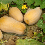 The Old Farmer's Almanac Winter Squash Seeds (Waltham Butternut) - Approx 40 Seeds