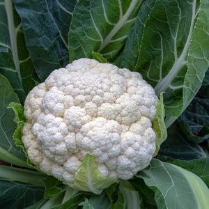 The Old Farmer's Almanac Heirloom Snowball Y (Improved) Cauliflower Seeds - Premium Non-GMO, Open Pollinated, USA Origin, Vegetable Seeds