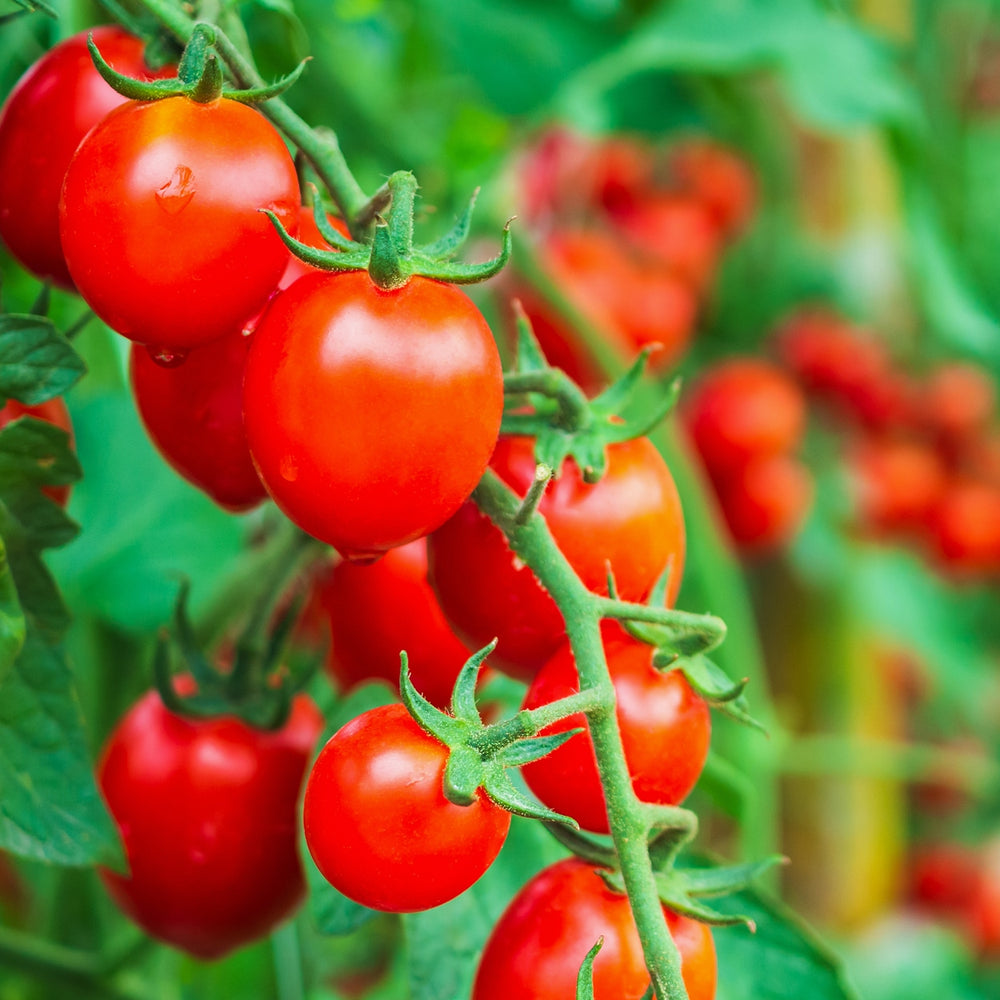 
                
                    Load image into Gallery viewer, The Old Farmer&amp;#39;s Almanac Tomato Seeds (Large Red Cherry)
                
            