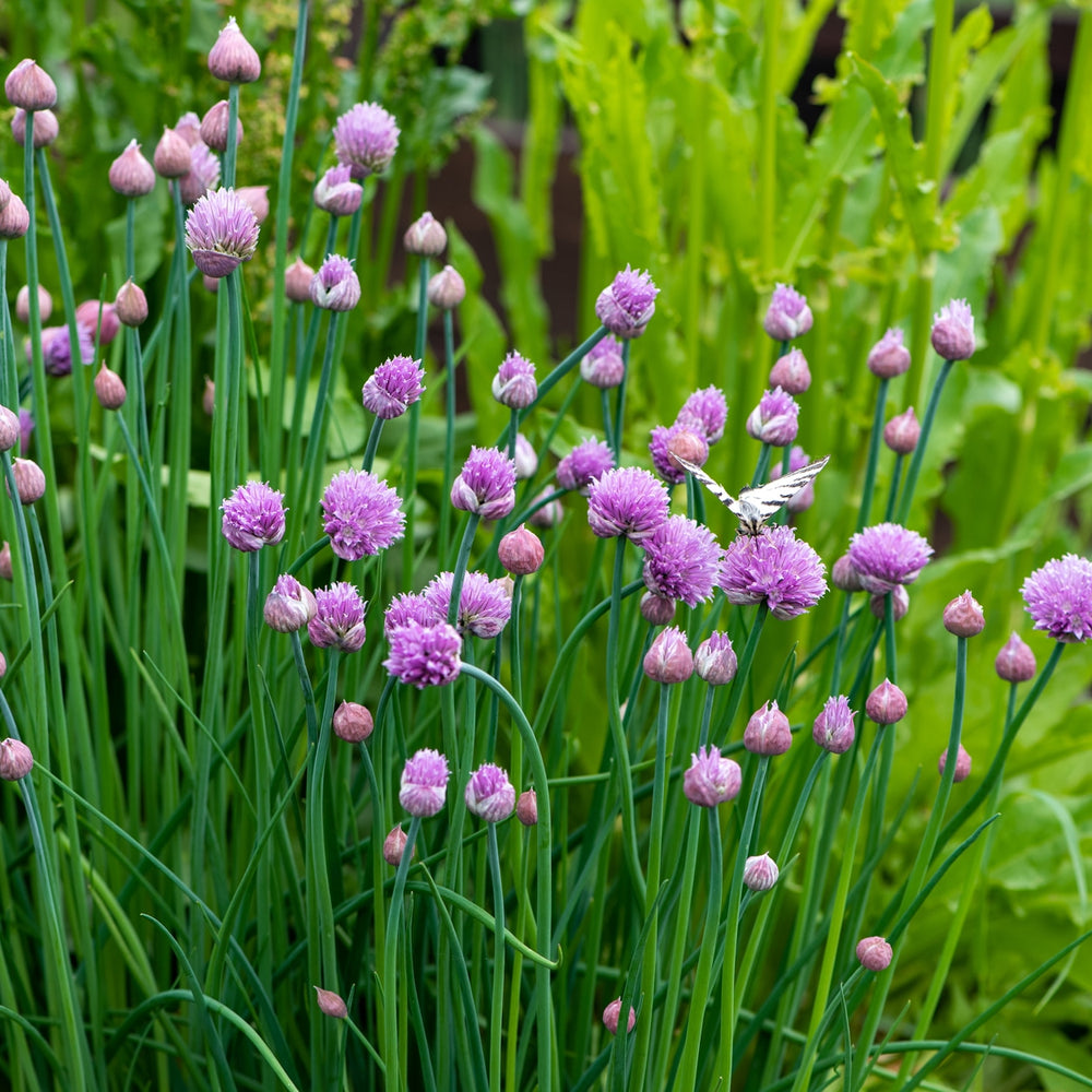 The Old Farmer's Almanac Heirloom Chive Seeds - Premium Non-GMO, Open Pollinated, USA Origin, Herb Seeds
