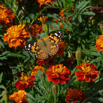 The Old Farmer's Almanac Premium Marigold Seeds (Open-Pollinated Petite Mixture) - Approx 200 Seeds Per Pack
