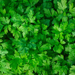 The Old Farmer's Almanac Heirloom Dark Green Italian Flat Leaf Parsley Seeds - Premium Non-GMO, Open Pollinated, USA Origin, Herb Seeds